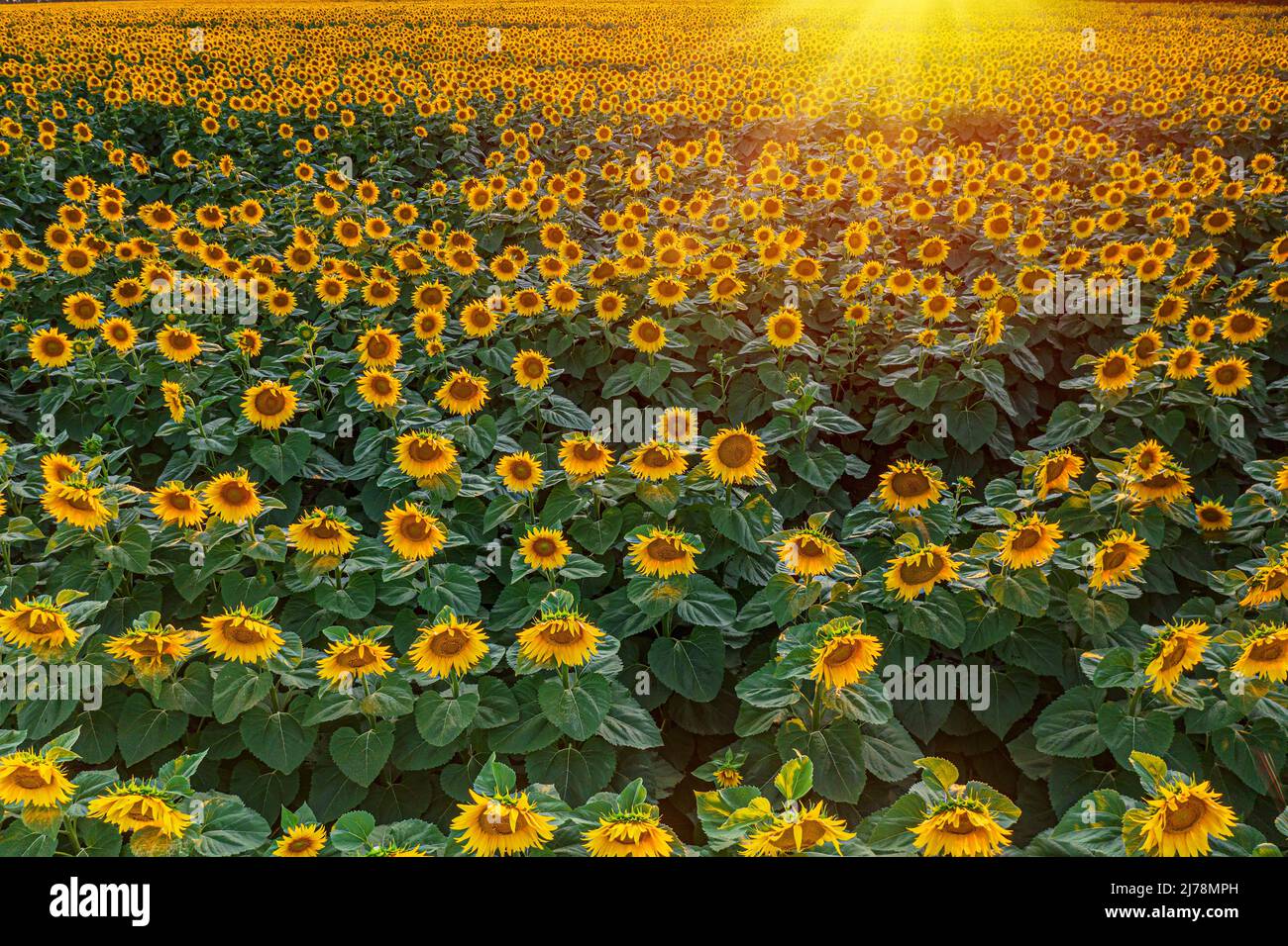 Panoramablick auf Sonnenblumenfeld und blauen Himmel im Hintergrund. Sonnenblumenköpfe im Vordergrund aus der Nähe. Stockfoto
