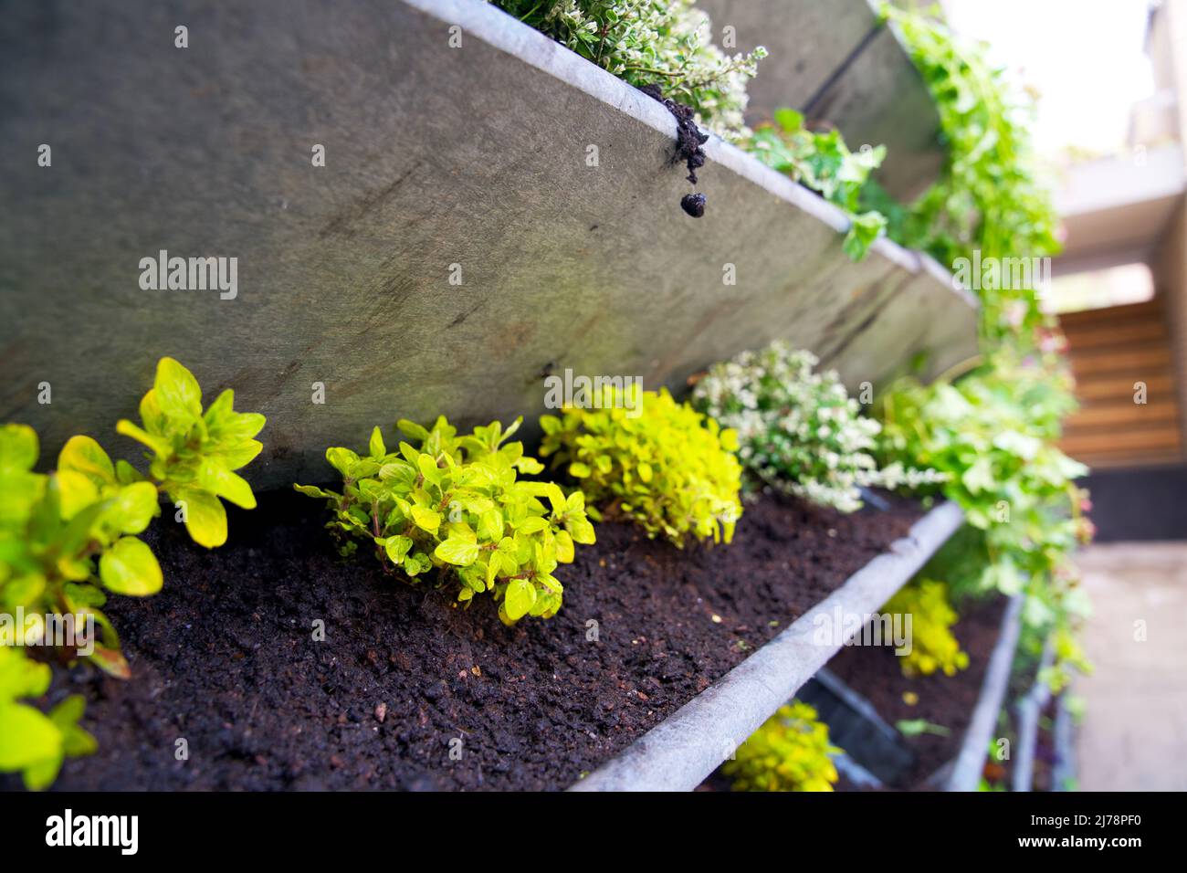 Lebendes Wandsystem für die Stadtbegrünung in der Stadt Oldenburg. Vertikale grüne Wand Garten für Klimaanpassung und städtische Begrünung. Stockfoto