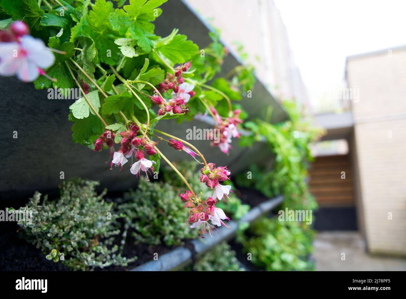 Lebendes Wandsystem für die Stadtbegrünung in der Stadt Oldenburg. Vertikale grüne Wand Garten für Klimaanpassung und städtische Begrünung. Stockfoto