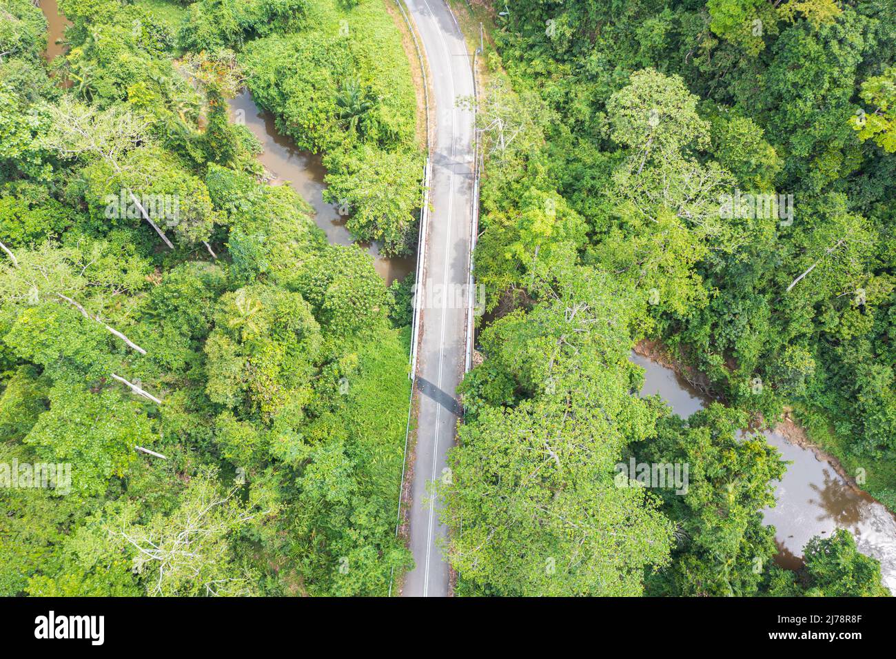 Luftaufnahme von oben direkt über üppigen Regenwald-Bäumen in Malaysia. Dschungelstraße mit Brücke über einen kleinen Fluss. Unberührter Dschungel, Blick auf den Baum Stockfoto