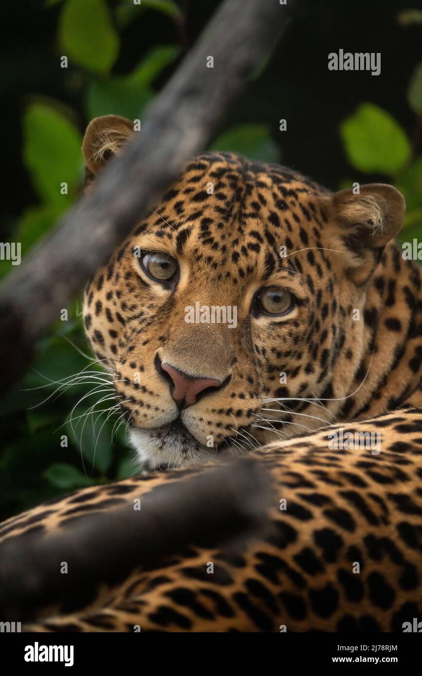 Javan Leopard liegt im Dschungel, Gras, Bäume und wartet auf Beute. Porträt eines seltenen asiatischen Leoparden. Panthera pardus melas. Morgensonne. Stockfoto
