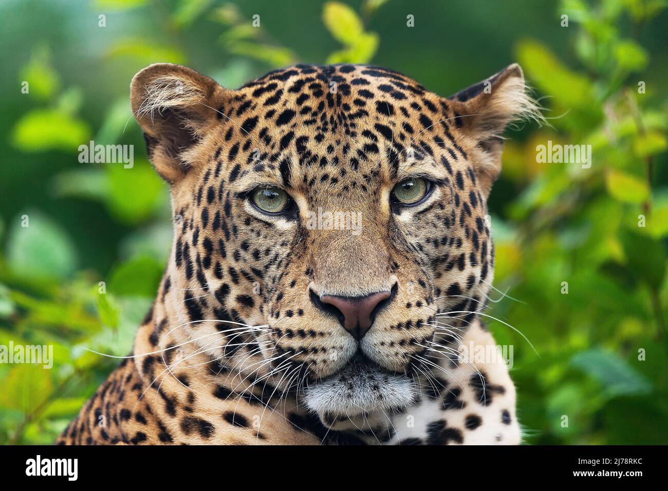 Javan Leopard liegt im Dschungel, Gras, Bäume und wartet auf Beute. Porträt eines seltenen asiatischen Leoparden. Panthera pardus melas. Morgensonne. Stockfoto