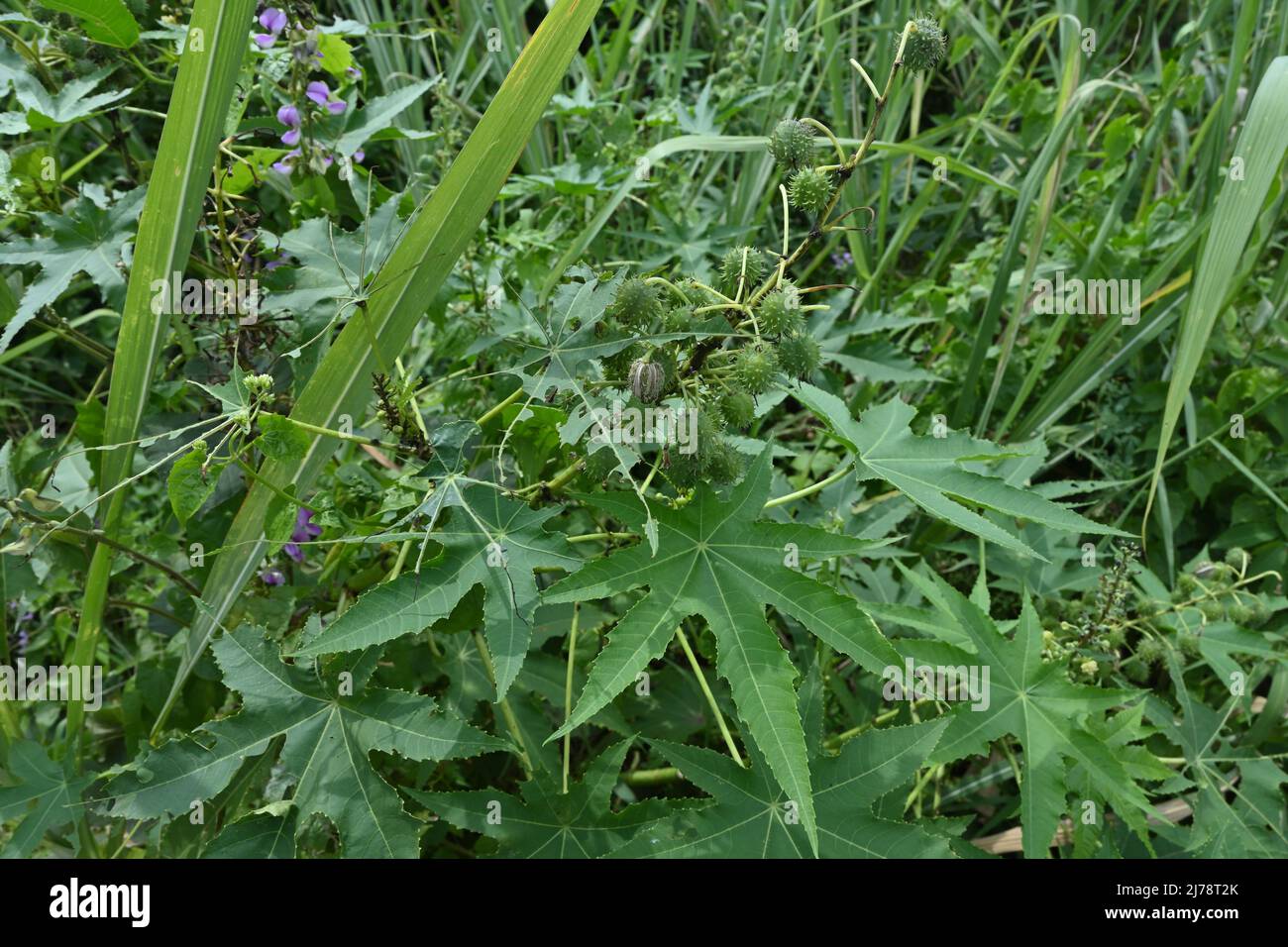 Eine Ricinus Communis Pflanze mit Samenkapseln und Blättern in urbanisierenden Waldflächen Stockfoto