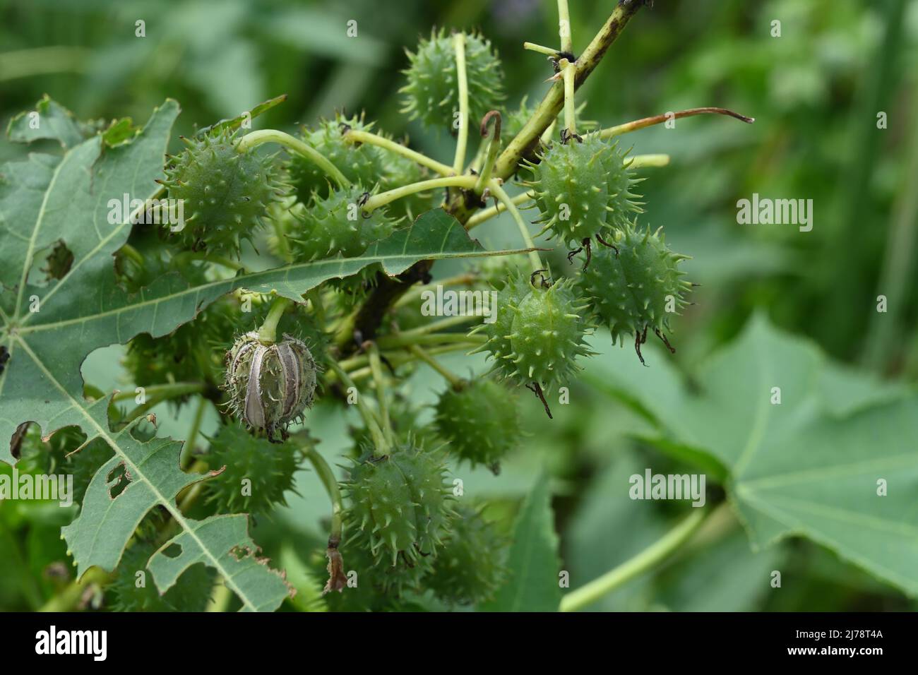 Nahaufnahme der wenigen hängenden reifen Samenkapseln einer Ricinus Communis Pflanze und eines Blattes Stockfoto