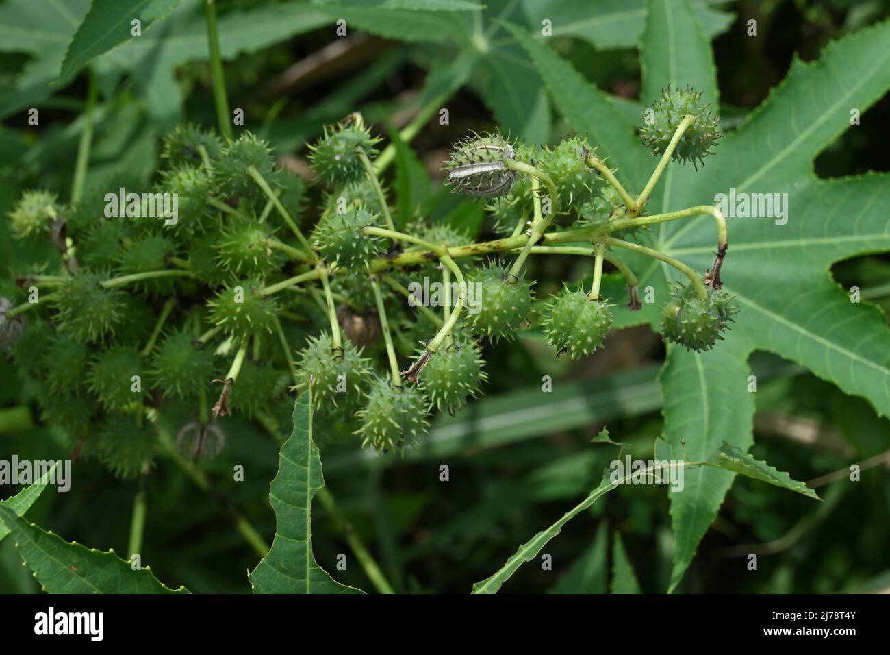 Hohe Winkelansicht einer reifen Samenkapsel einer Ricinus Communis Pflanze Stockfoto