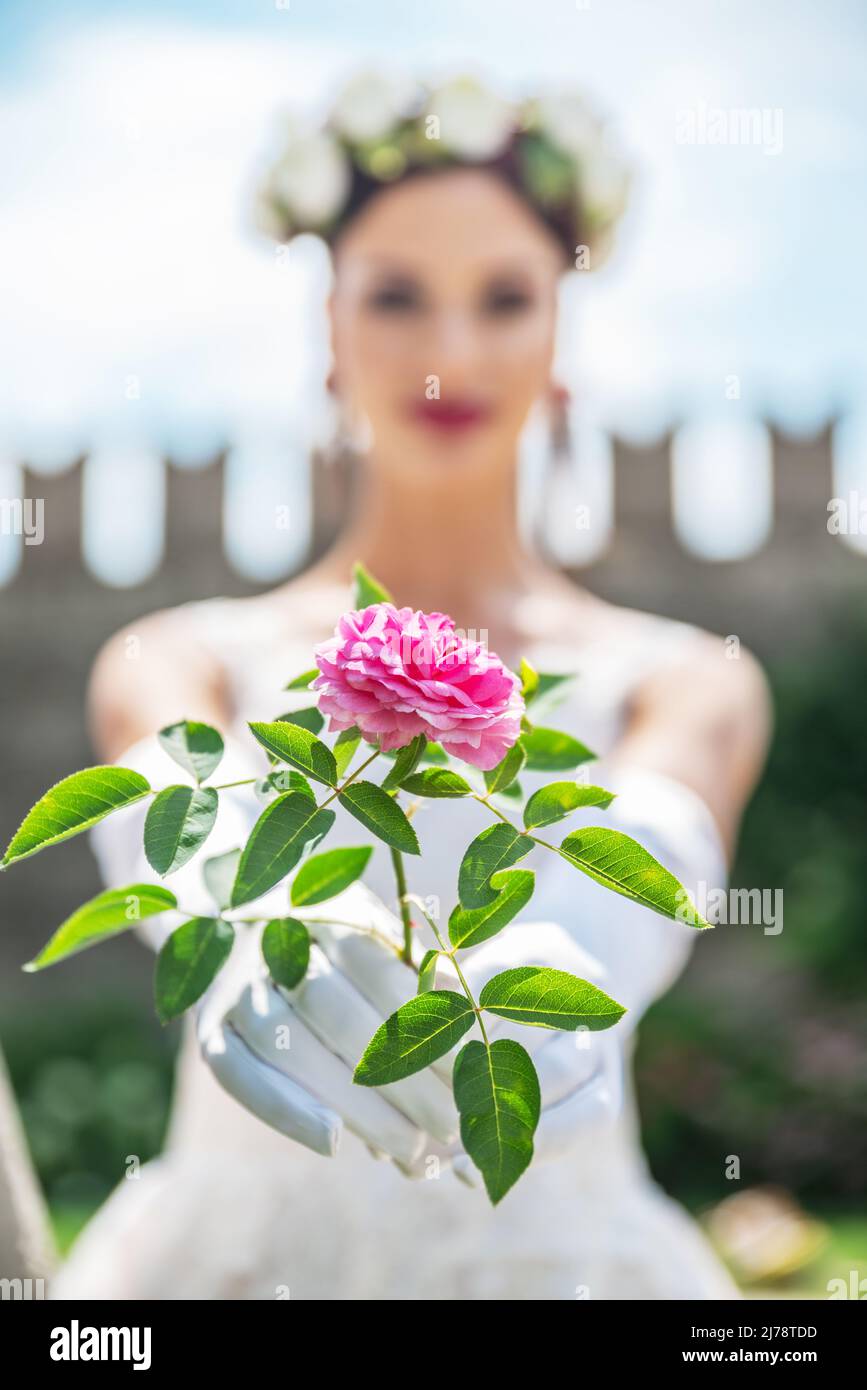 Schöne rosa Rose in Brauthänden. Hintergrund der Hochzeit. Das Gesicht der Braut ist verschwommen. Blume hat einen Fokus. Stockfoto