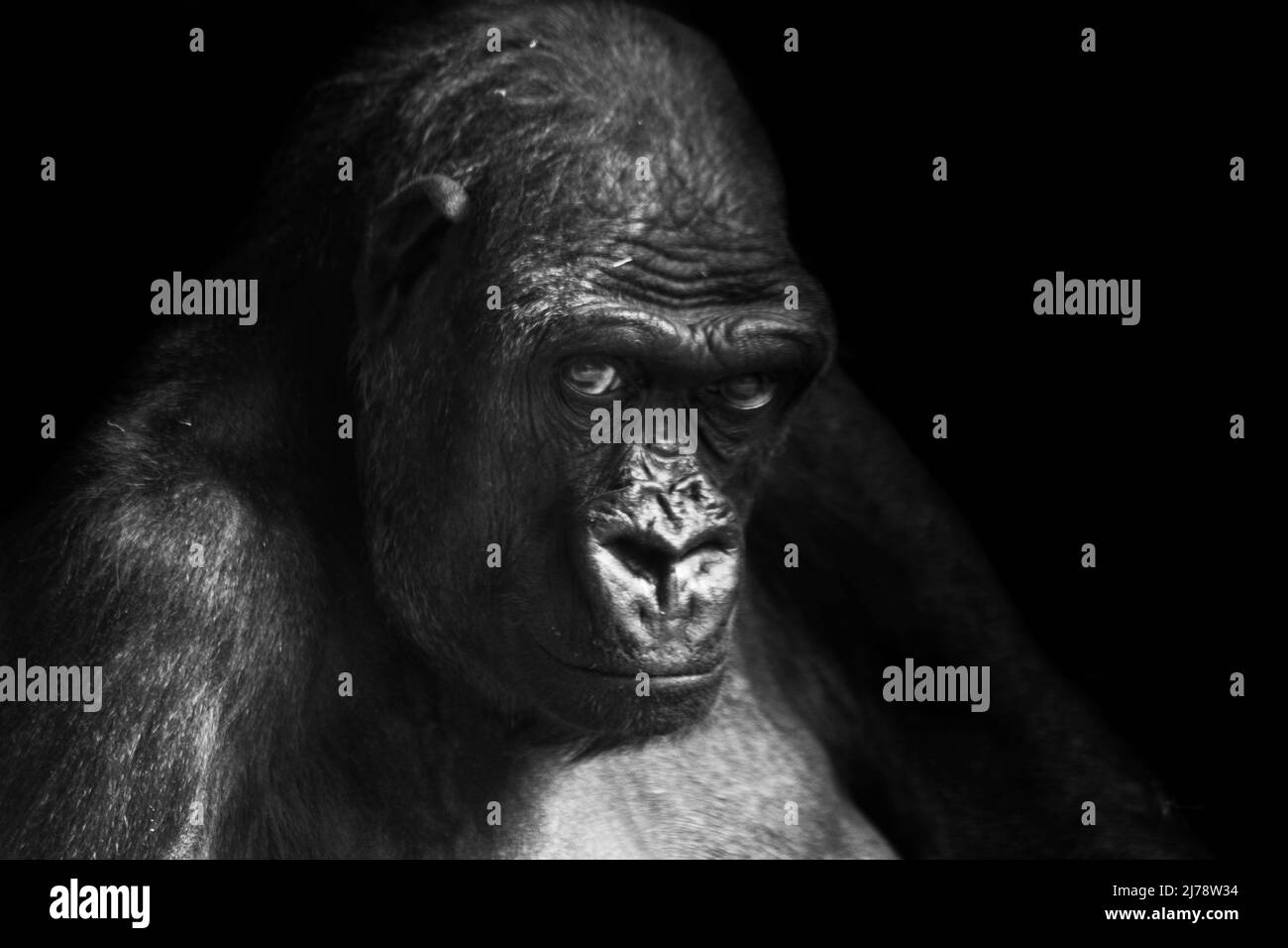 Porträt eines westlichen Tieflandgorillas (GGG) aus der Nähe. Silverback - erwachsenes Männchen eines Gorilla in einem einheimischen Lebensraum. Dschungel der Zentralafrikanischen Republik Stockfoto