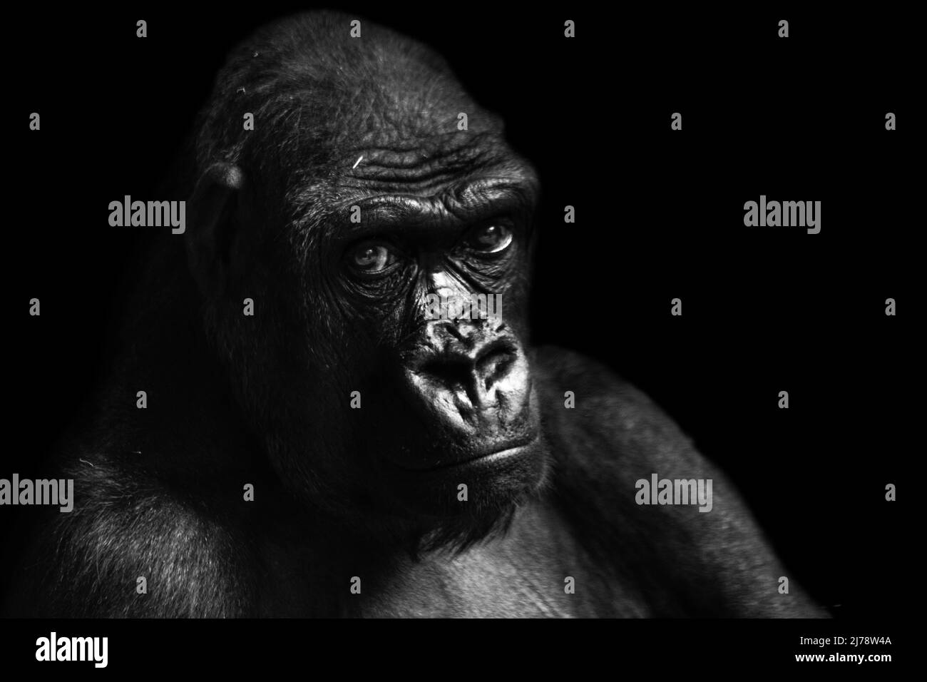 Porträt eines westlichen Tieflandgorillas (GGG) aus der Nähe. Silverback - erwachsenes Männchen eines Gorilla in einem einheimischen Lebensraum. Dschungel der Zentralafrikanischen Republik Stockfoto