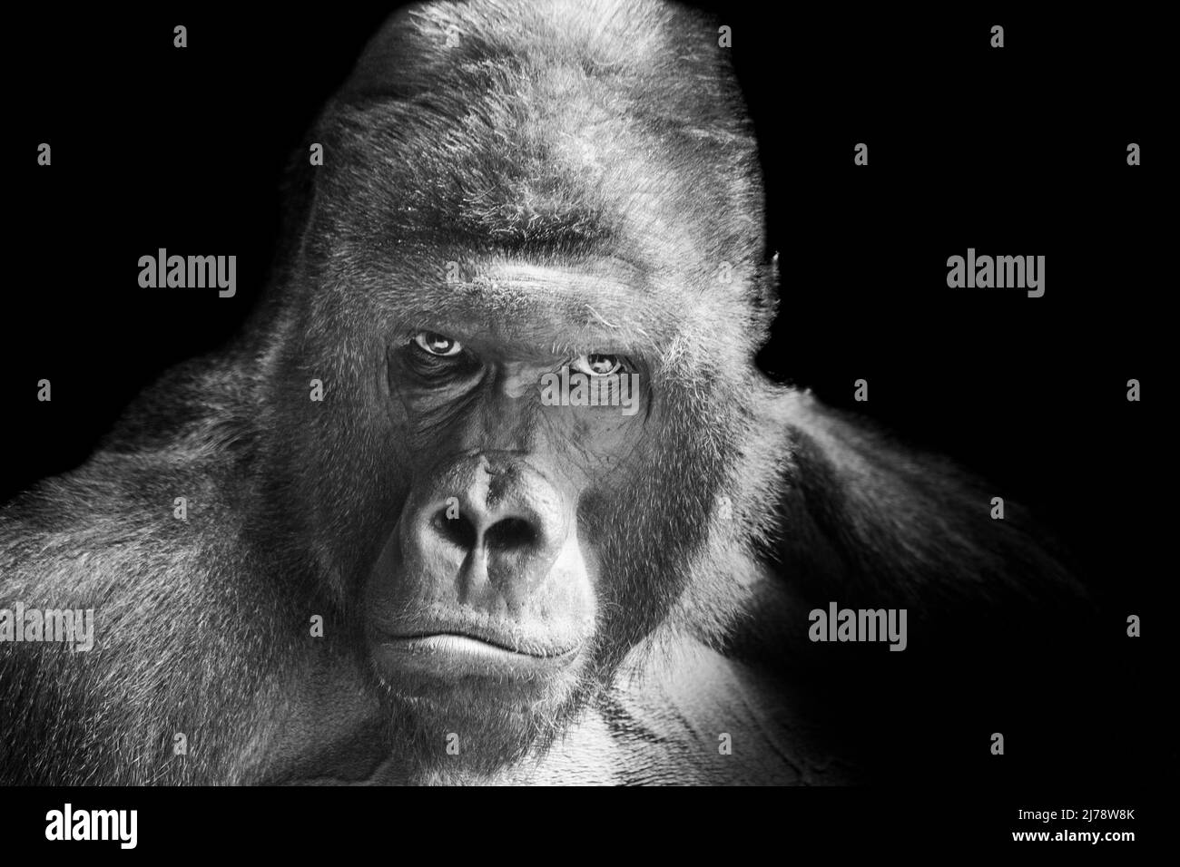 Porträt eines westlichen Tieflandgorillas (GGG) aus der Nähe. Silverback - erwachsenes Männchen eines Gorilla in einem einheimischen Lebensraum. Dschungel der Zentralafrikanischen Republik Stockfoto