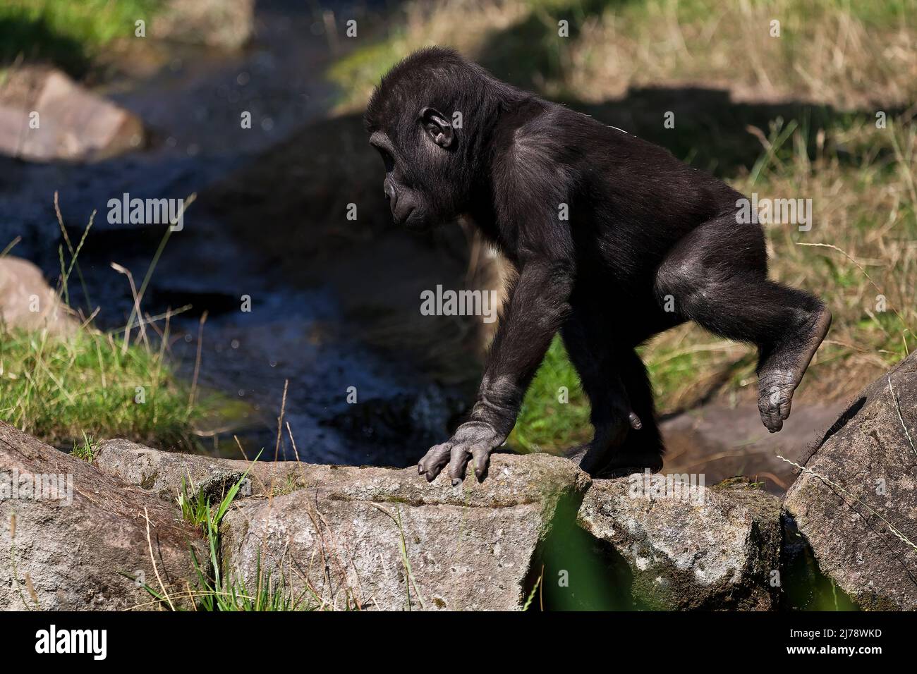 Porträt eines westlichen Tieflandgorillas (GGG) aus der Nähe. Silverback - erwachsenes Männchen eines Gorilla in einem einheimischen Lebensraum. Dschungel der Zentralafrikanischen Republik Stockfoto