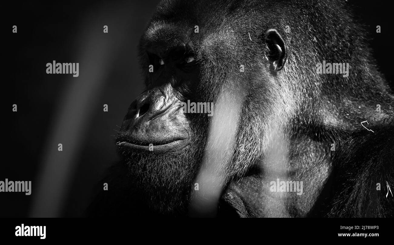 Porträt eines westlichen Tieflandgorillas (GGG) aus der Nähe. Silverback - erwachsenes Männchen eines Gorilla in einem einheimischen Lebensraum. Dschungel der Zentralafrikanischen Republik Stockfoto