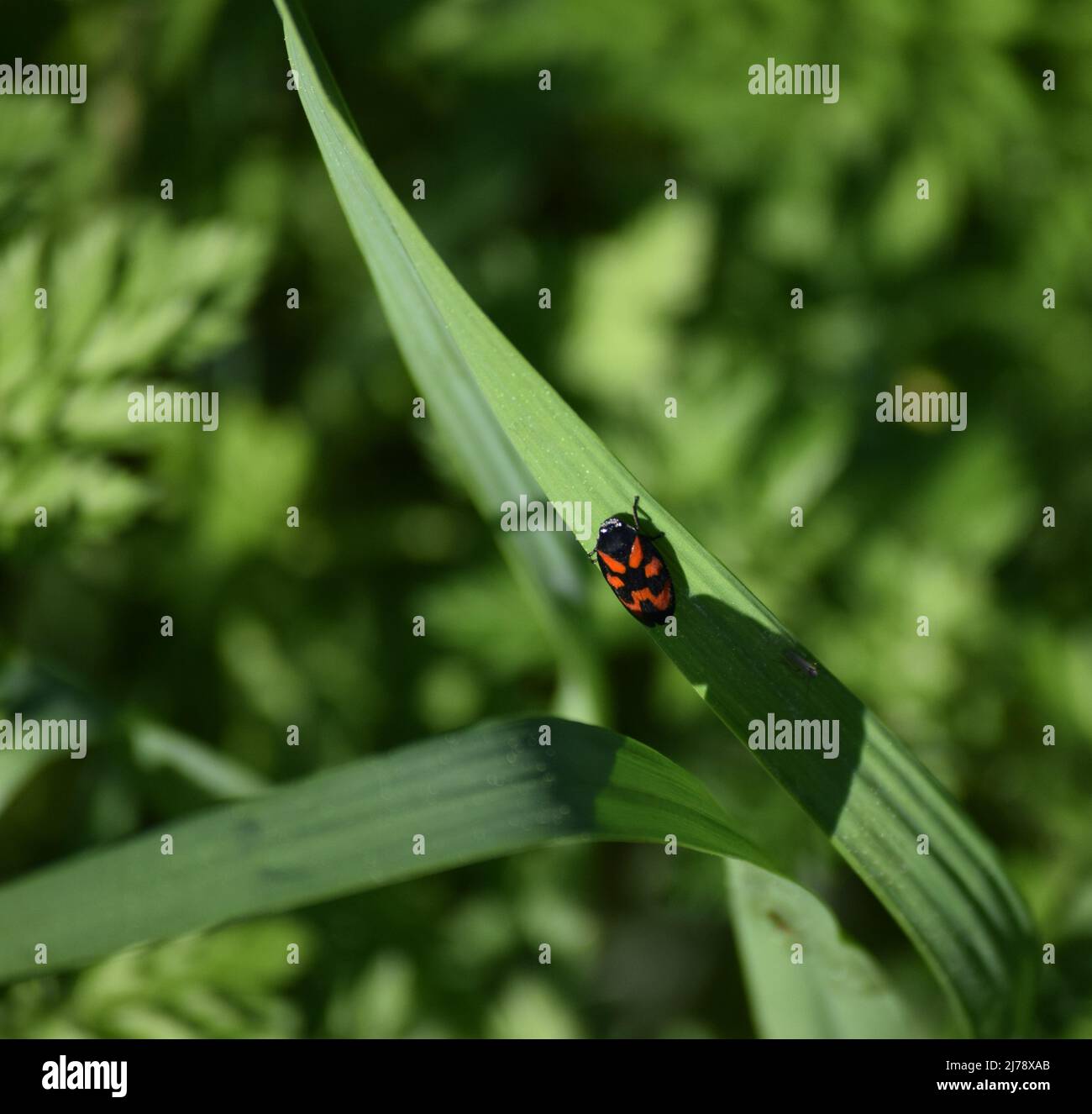 Gewöhnliche Blutzikade auf einer Grashalme Stockfoto