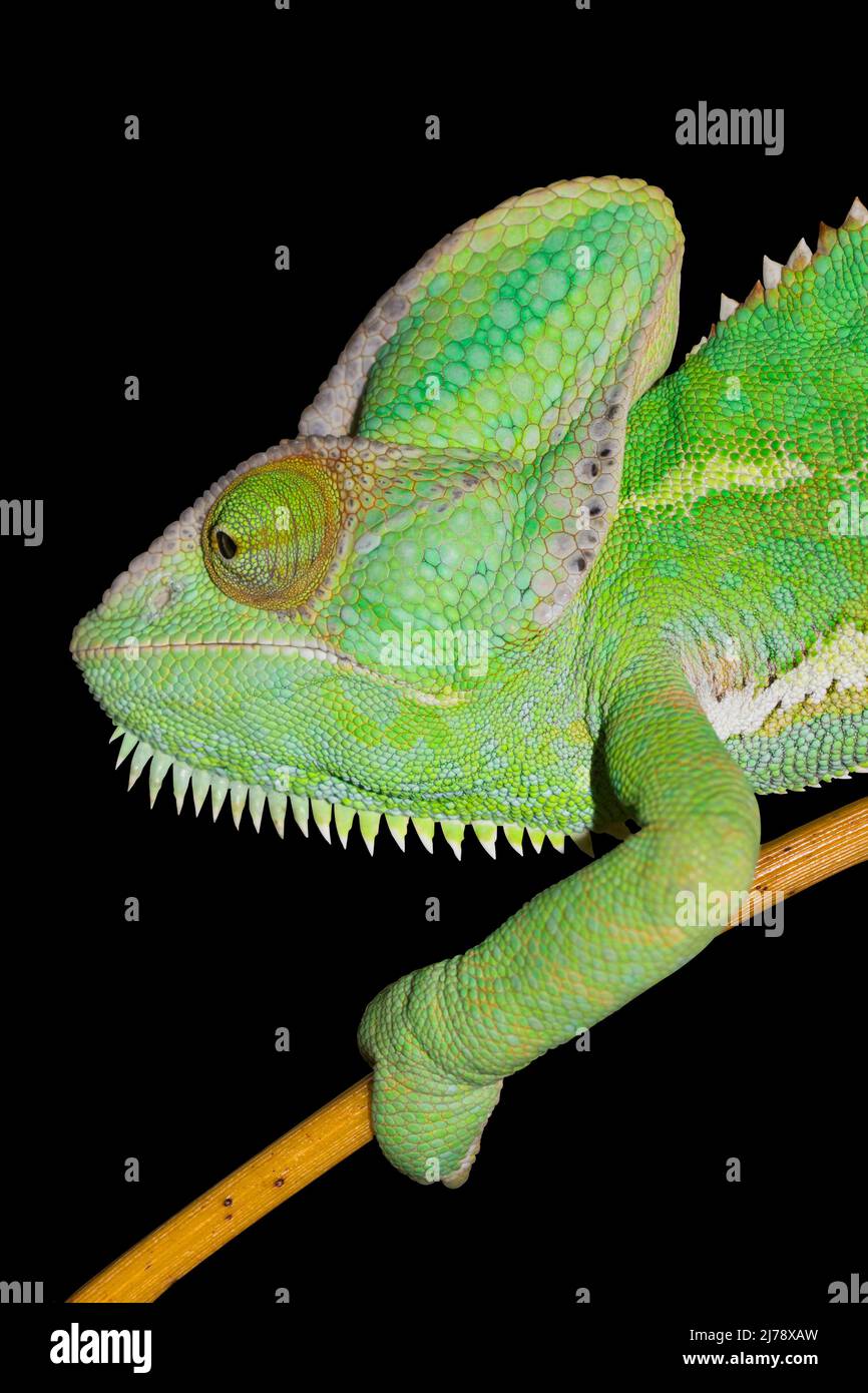 Chameleon isoliert auf schwarzem Hintergrund. Yemen Chameleon klettert auf Bambus. Stockfoto