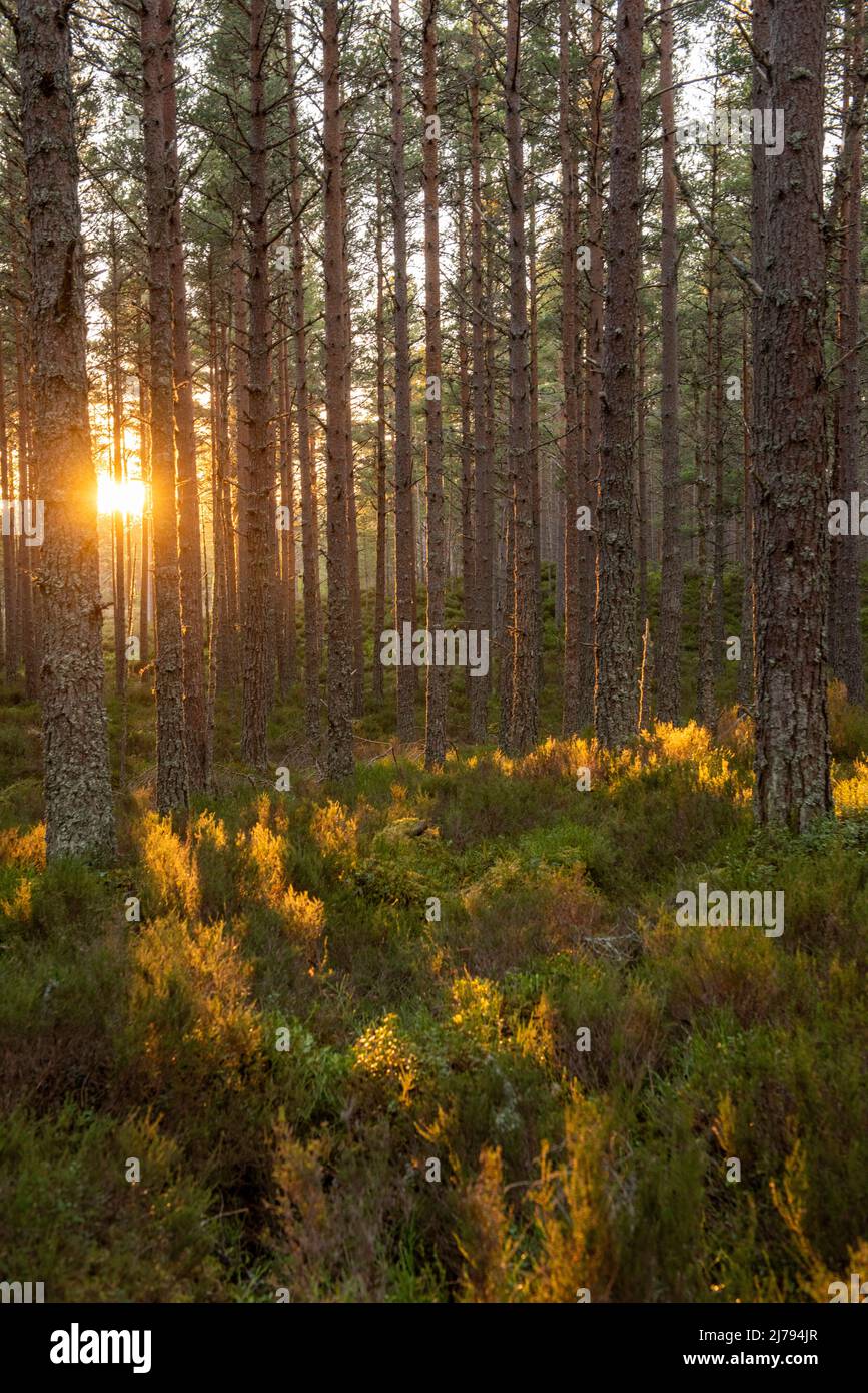 Abenddämmerung im Wald um Loch Morlich in der Nähe von Aviemore im Badenoch and Strathspey-Viertel von Highland, Schottland, Großbritannien Stockfoto