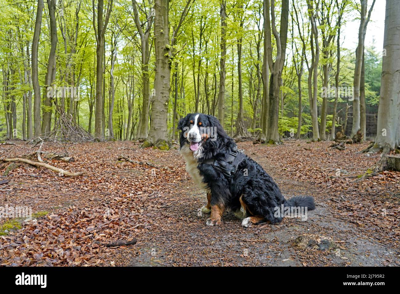 Berner Sennenhund im Frühling im Wald Stockfoto