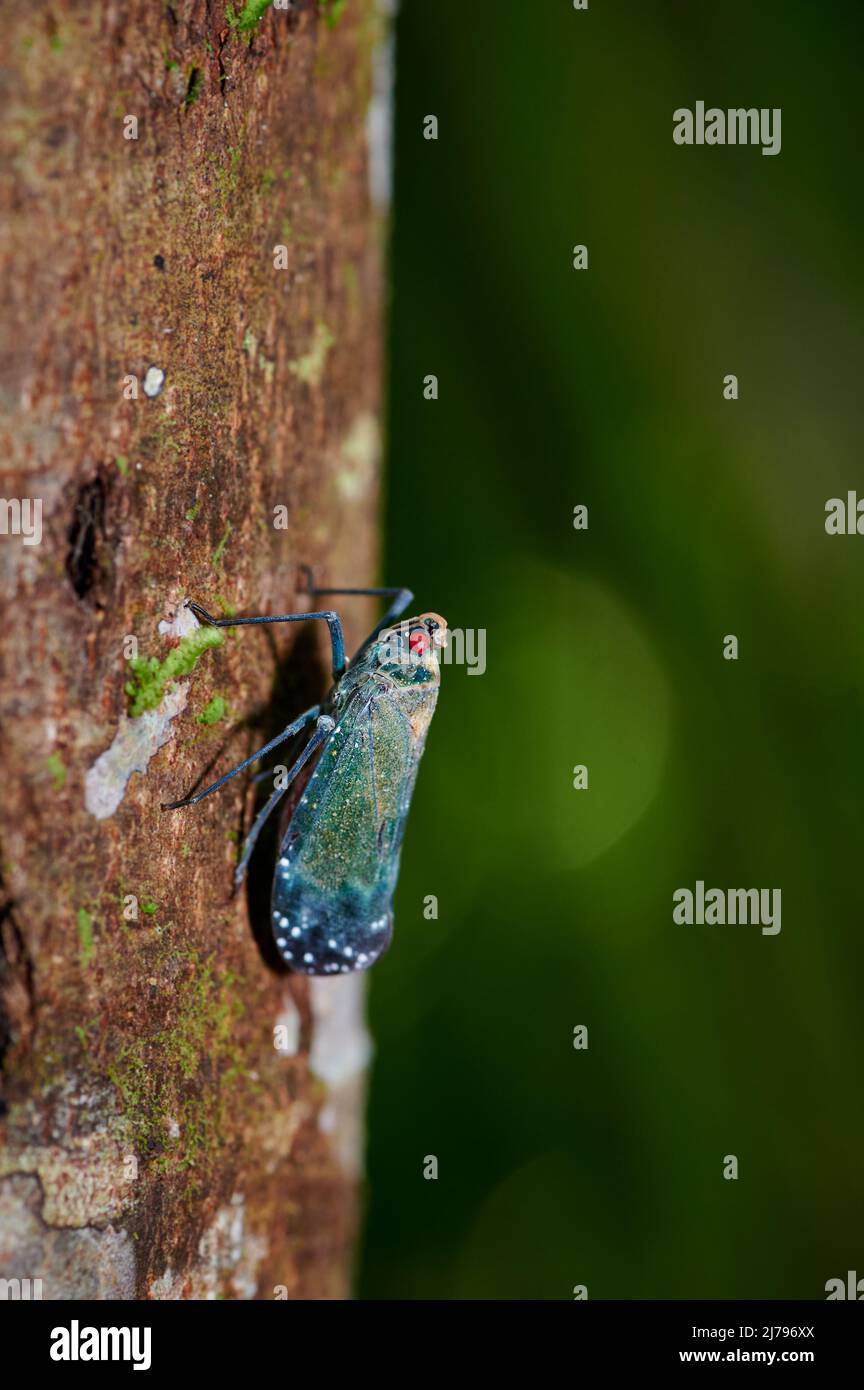 Blaues Insekt mit roten Augen, kann Blatttrichter, Käfer, Zikade, Corcovado-Nationalpark sein, Osa-Halbinsel, Costa Rica, Mittelamerika Stockfoto