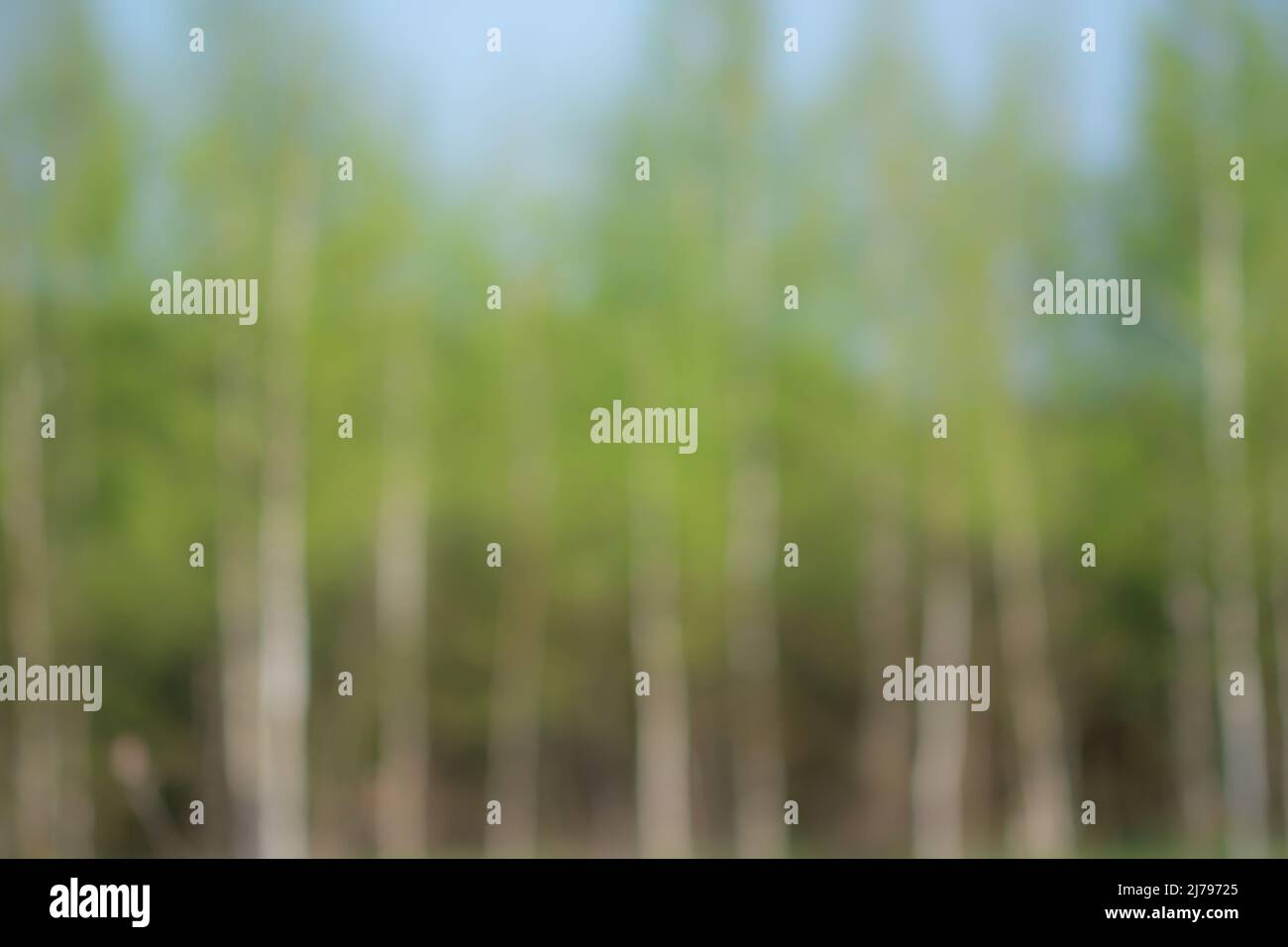 Defokussed Frühling Birken Bäume Wald Hintergrund Stockfoto