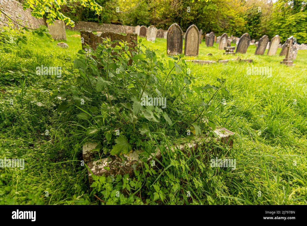 Ein Grab / Grabstein, der von Unkraut und Gräsern umschlungen wird, wahrscheinlich aus dem 18.. Jahrhundert. Stockfoto