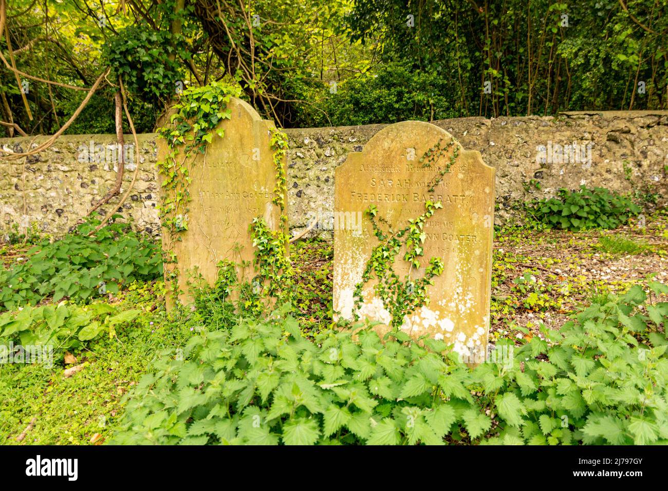 Zwei Gräber / Grabsteine, die von Unkraut und Gräsern übersät sind, vermutlich aus dem 18.. Jahrhundert. Stockfoto
