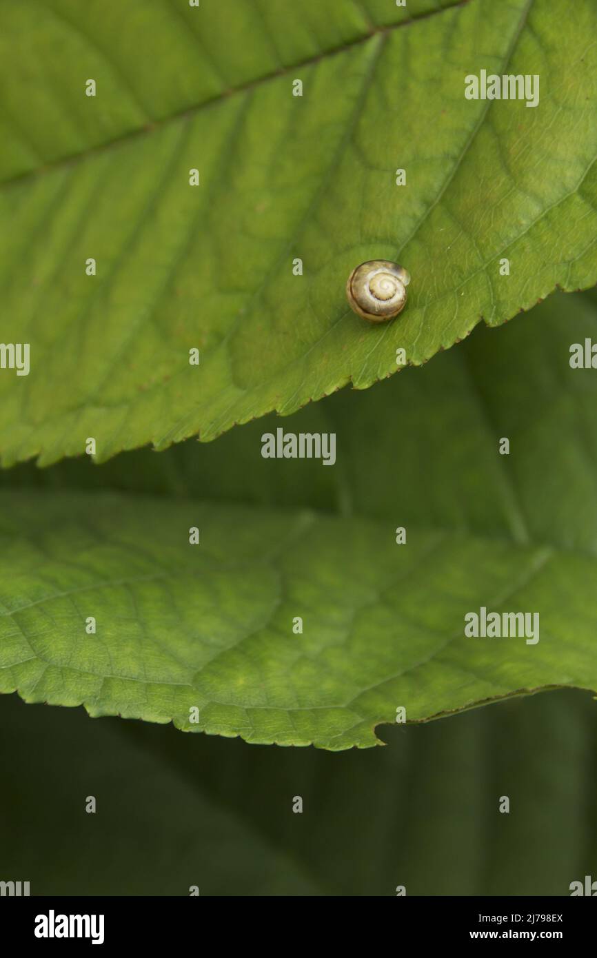 Babyschnecke auf angeordneten Kirschblättern Stockfoto