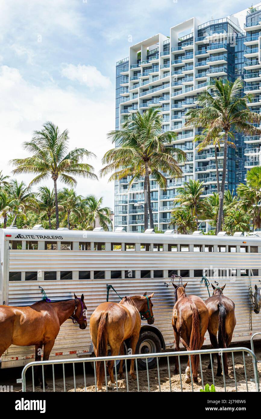 Miami Beach Florida Beach Polo World Cup Miami jährliche Veranstaltung Ponys Pferde Anhänger W South Beach Hotel Collins Park Stockfoto