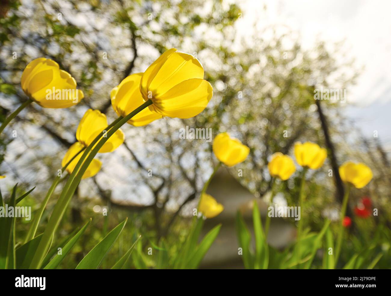 Ansicht von unten Nahaufnahme von gelben Tulpen vor dem Hintergrund von Bäumen Stockfoto