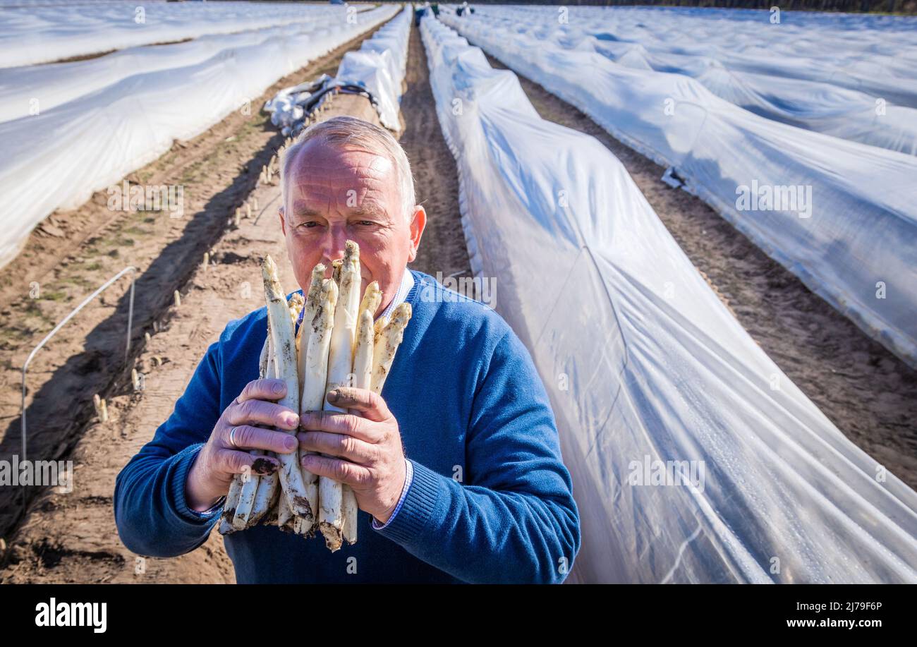 26. April 2022, Mecklenburg-Vorpommern, Nantrow: Till Backhaus (SPD), Minister für Landwirtschaft, Umwelt und Klimaschutz Mecklenburg-Vorpommerns, riecht zum offiziellen Start der Spargelsaison 2022 in Mecklenburg-Vorpommern ein Paket frisch geschnittenen Spargels. Der Betrieb in Nandrow bei Wismar beschäftigt sieben feste Mitarbeiter sowie bis zu 50 Saisonarbeiter und erntet das Polgemüse auf rund 20 Hektar. In Mecklenburg-Vorpommern haben 2021 insgesamt 15 Betriebe 648 Tonnen Spargel auf einer Fläche von 166 Hektar geerntet. Foto: Jens Büttner Stockfoto