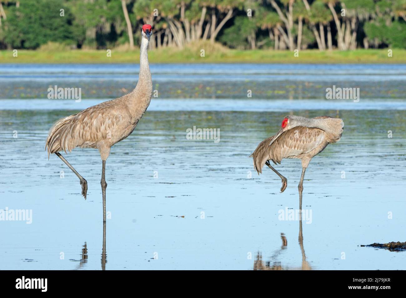 Sandhill Crane (Grus canadensis). Myakka River State Park, Florida. Paarungstanz. Stockfoto