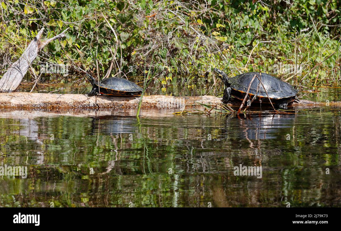 2 Suwanee Cooter Schildkröten auf gefallener Baumstamm, Seitenansicht, marine Tierwelt, Tier, Reptil, Natur; Wasser, Reflexionen, Pseudemys concinna suwanniensis, Regen Stockfoto