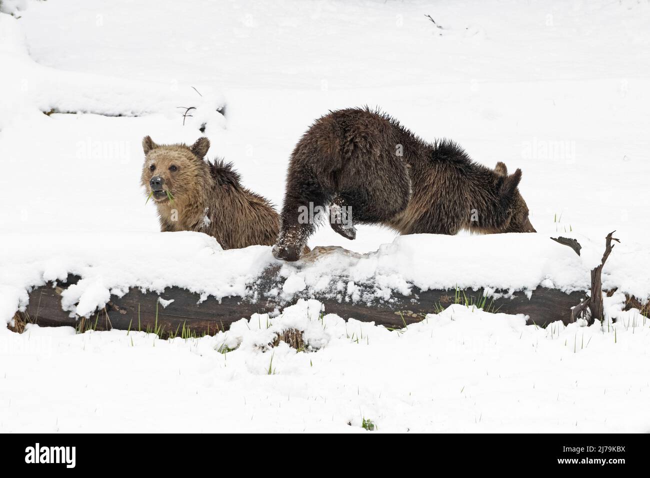 Grizzly Bear (Ursus arctos horribilis). Fast ausgewachsene Geschwister im Yellowstone National Park, Wyoming, USA. Stockfoto