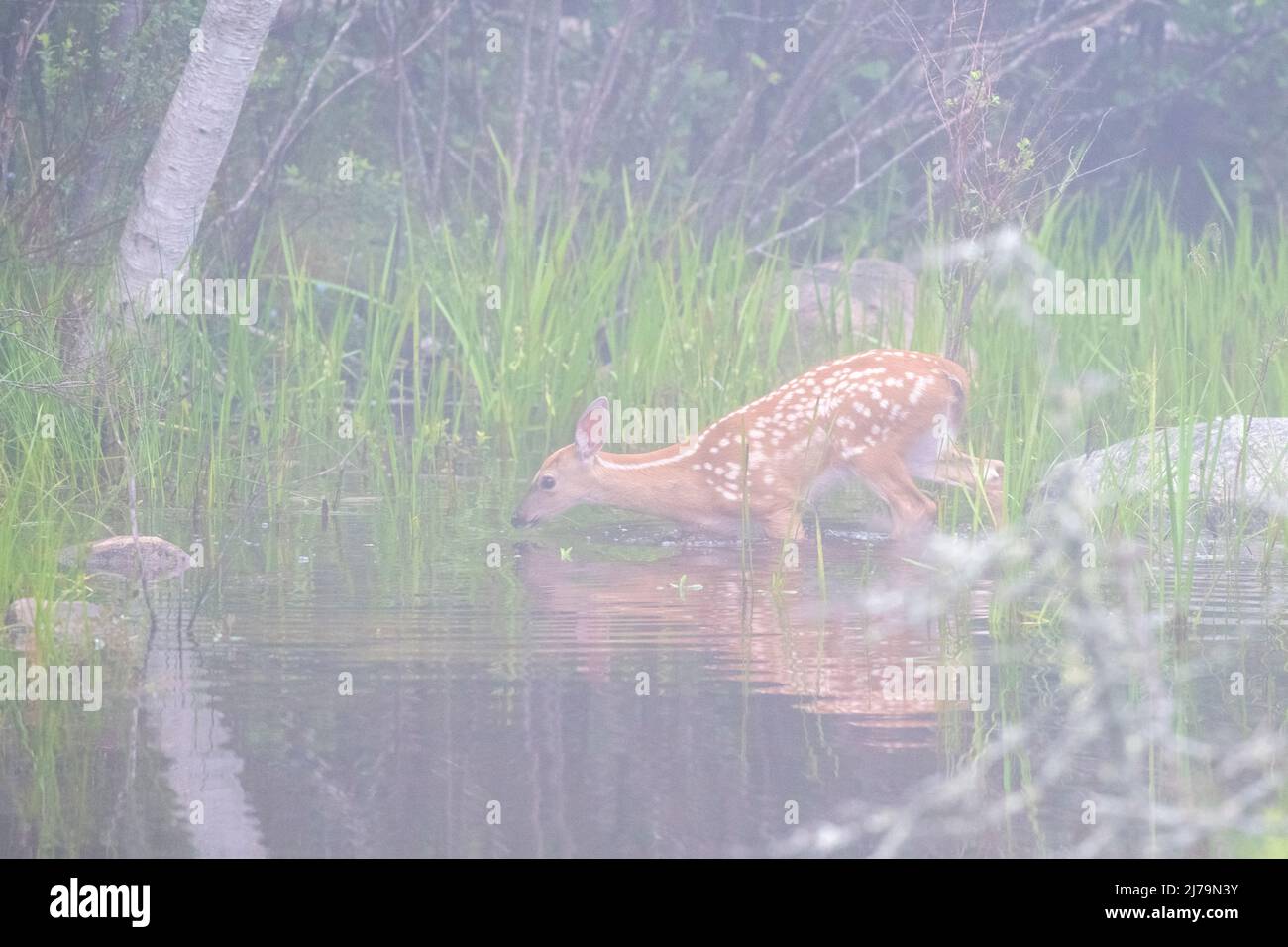 Weiß - angebundene Rotwild (Odocoileus Virginianus). Acadia Nationalpark in Maine, USA. Stockfoto