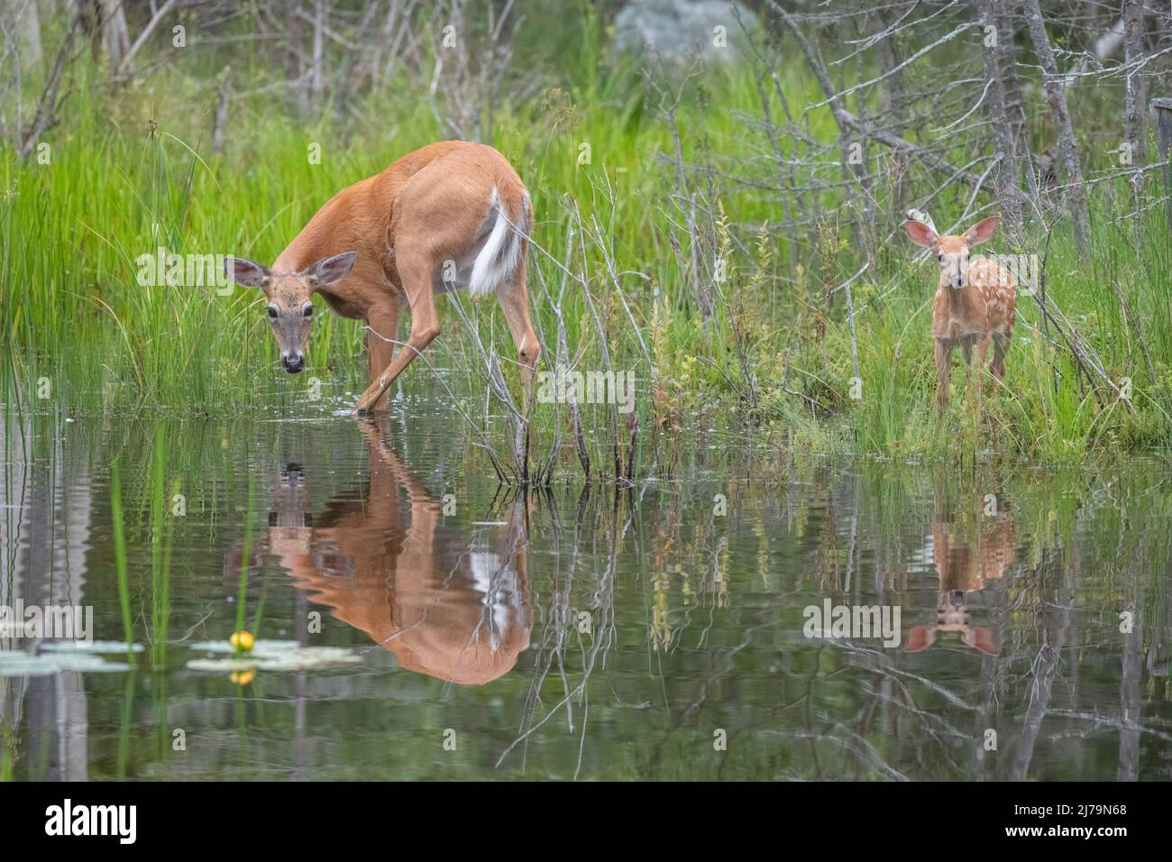 Weiß - angebundene Rotwild (Odocoileus Virginianus). Acadia Nationalpark in Maine, USA. Stockfoto