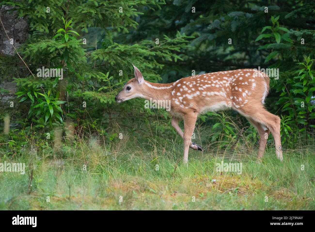 Weiß - angebundene Rotwild (Odocoileus Virginianus). Acadia Nationalpark in Maine, USA. Stockfoto