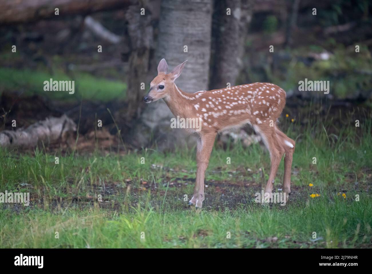 Weiß - angebundene Rotwild (Odocoileus Virginianus). Acadia Nationalpark in Maine, USA. Stockfoto