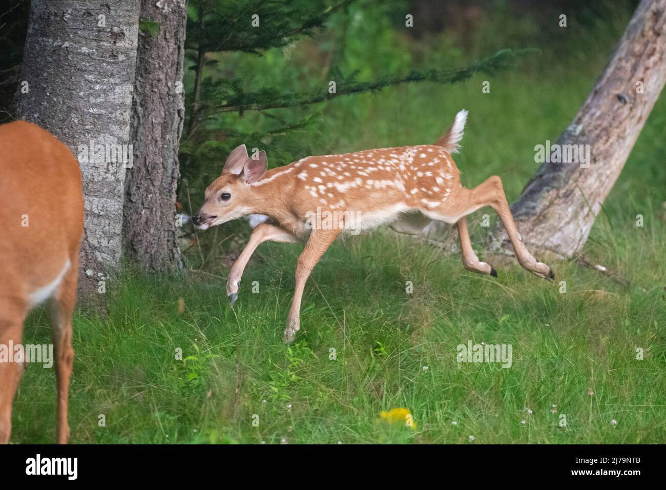 Weiß - angebundene Rotwild (Odocoileus Virginianus). Acadia Nationalpark in Maine, USA. Stockfoto