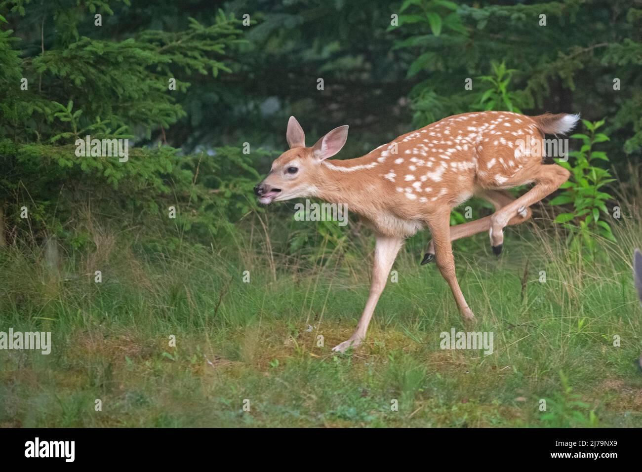 Weiß - angebundene Rotwild (Odocoileus Virginianus). Acadia Nationalpark in Maine, USA. Stockfoto