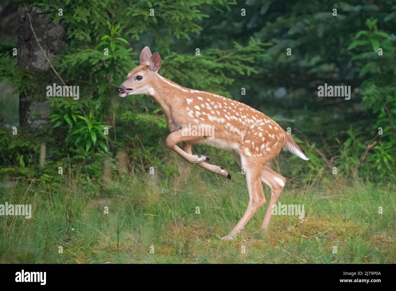 Weiß - angebundene Rotwild (Odocoileus Virginianus). Acadia Nationalpark in Maine, USA. Stockfoto