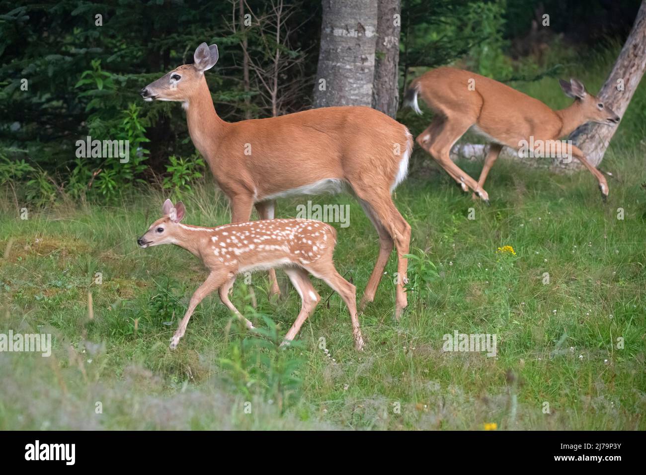Weiß - angebundene Rotwild (Odocoileus Virginianus). Acadia Nationalpark in Maine, USA. Stockfoto