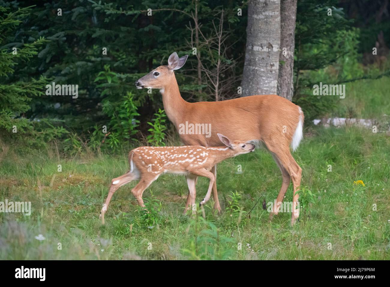 Weiß - angebundene Rotwild (Odocoileus Virginianus). Acadia Nationalpark in Maine, USA. Stockfoto