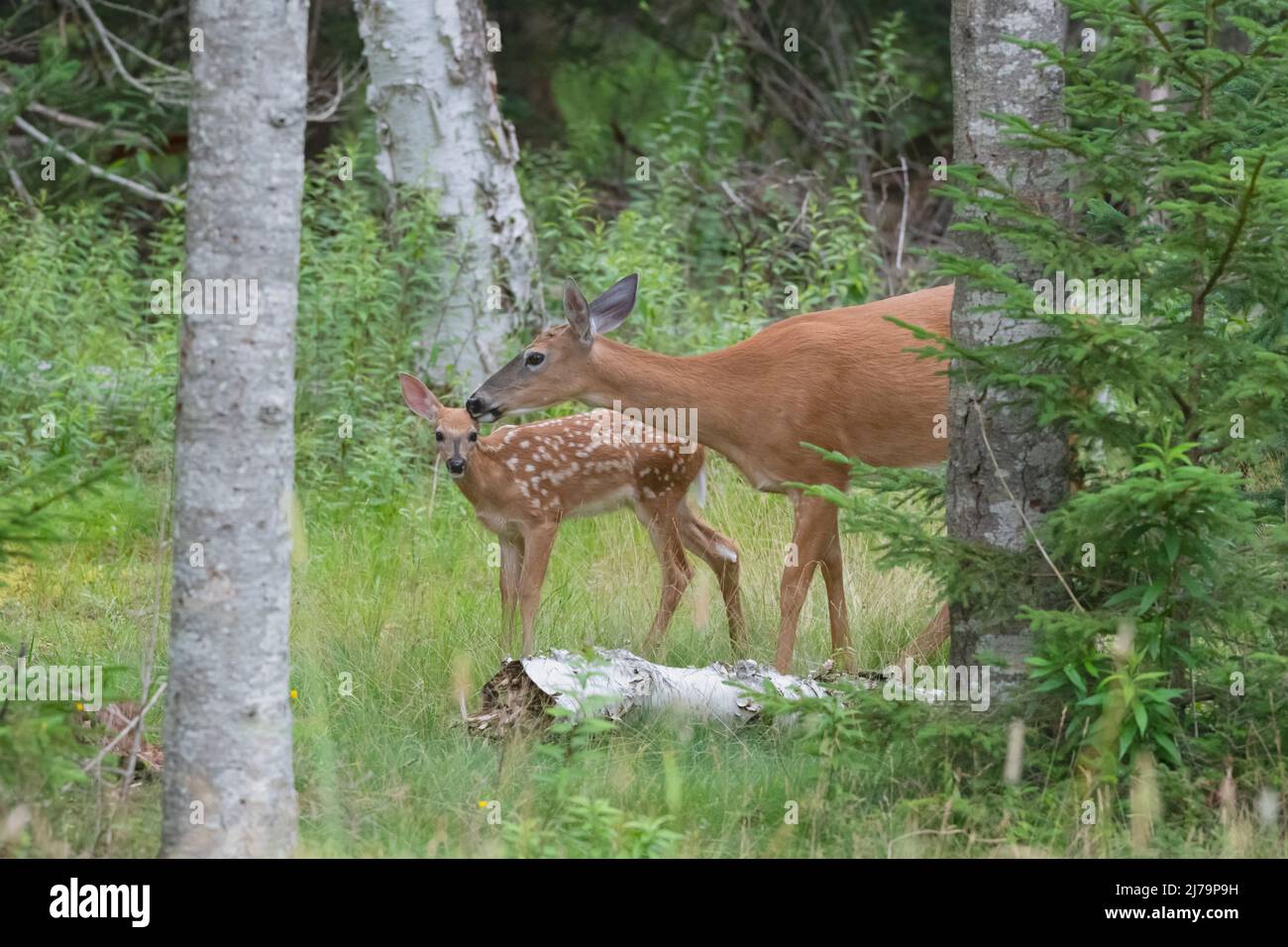 Weiß - angebundene Rotwild (Odocoileus Virginianus). Acadia Nationalpark in Maine, USA. Stockfoto