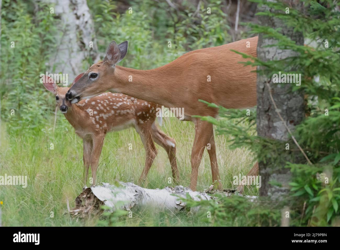 Weiß - angebundene Rotwild (Odocoileus Virginianus). Acadia Nationalpark in Maine, USA. Stockfoto