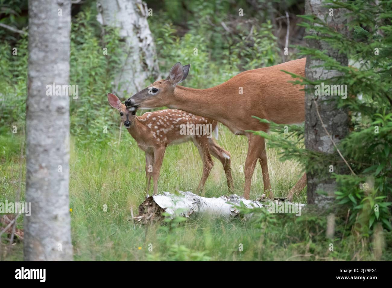 Weiß - angebundene Rotwild (Odocoileus Virginianus). Acadia Nationalpark in Maine, USA. Stockfoto