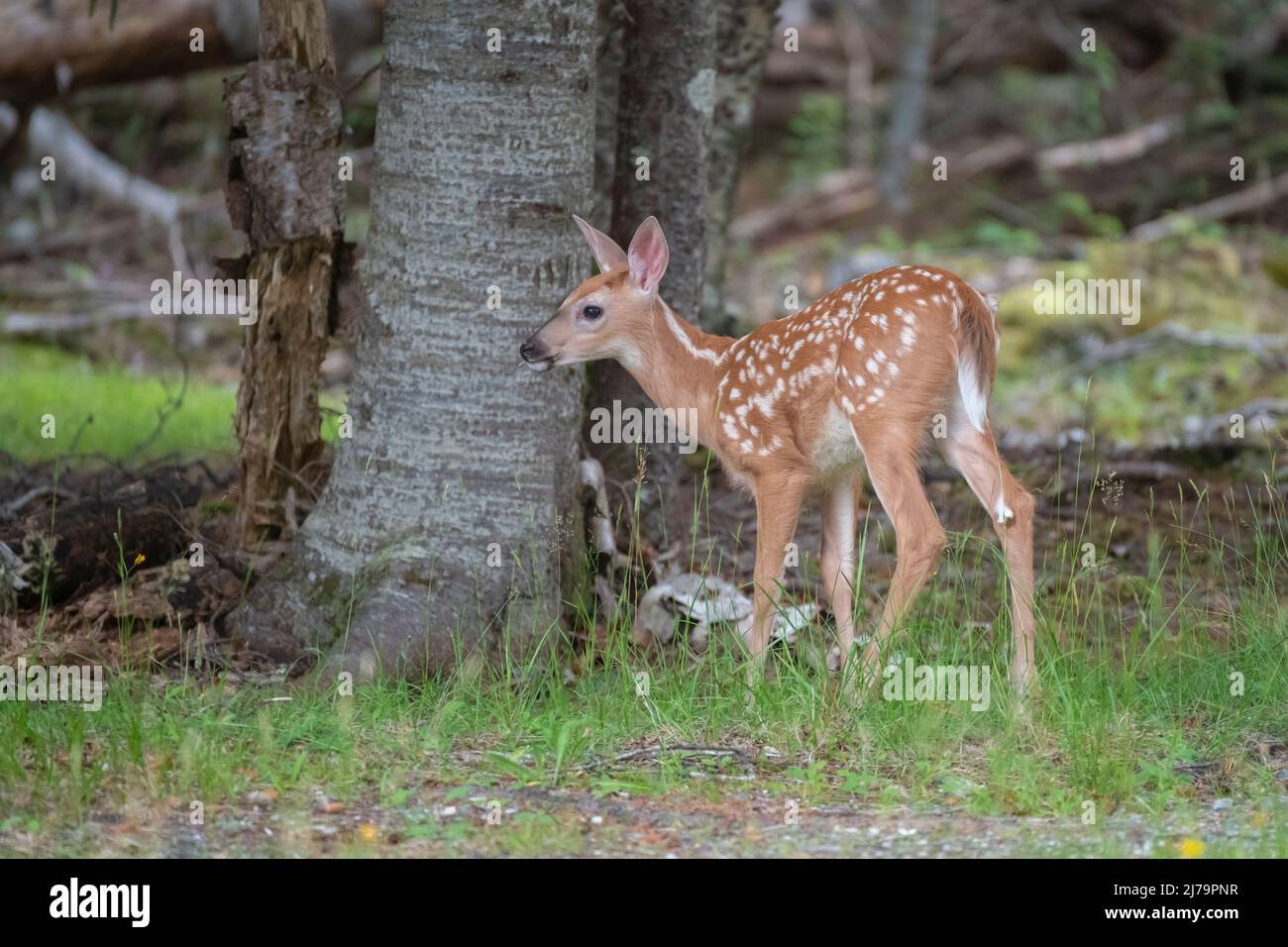 Weiß - angebundene Rotwild (Odocoileus Virginianus). Acadia Nationalpark in Maine, USA. Stockfoto