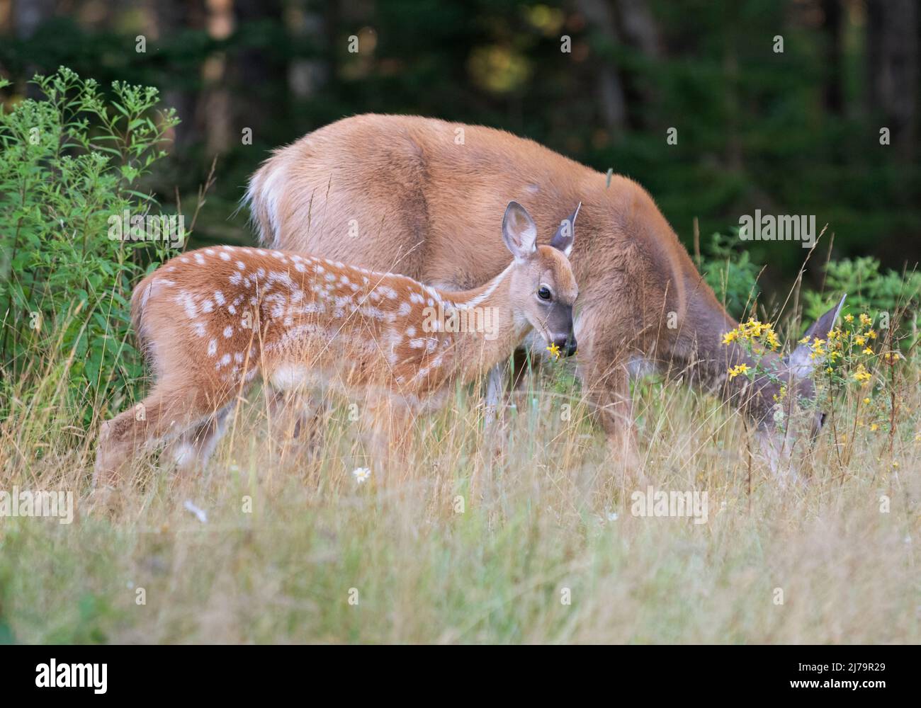 Weiß - angebundene Rotwild (Odocoileus Virginianus). Acadia Nationalpark in Maine, USA. Stockfoto