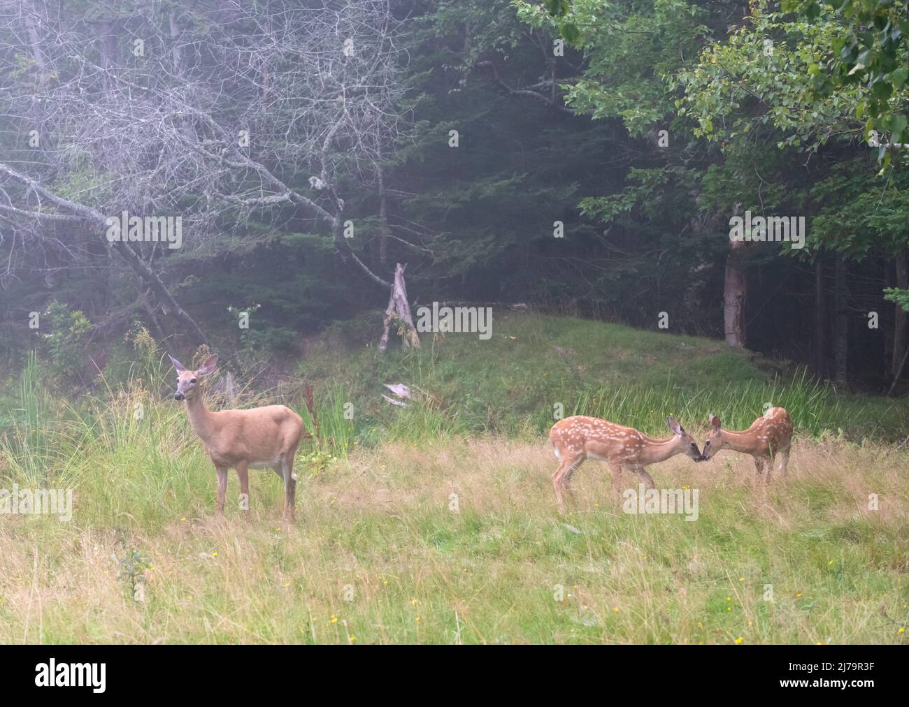 Weiß - angebundene Rotwild (Odocoileus Virginianus). Acadia Nationalpark in Maine, USA. Stockfoto
