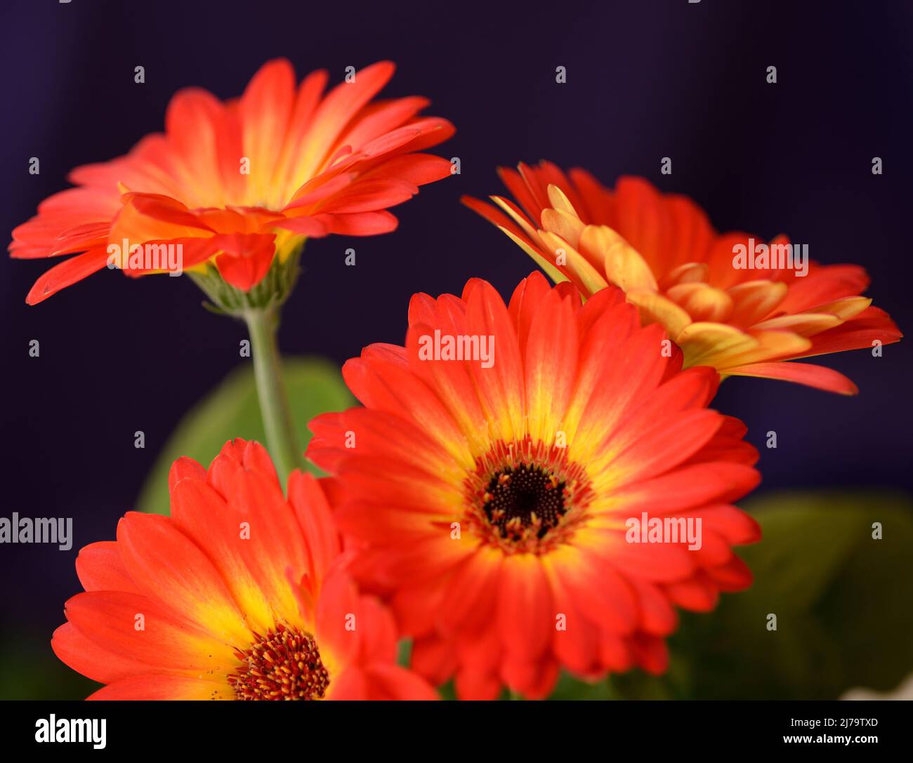 „Jaguar“ in Rot, Gelb und Orange, Gerbera, Gänseblümchen mit brauner Mitte Stockfoto