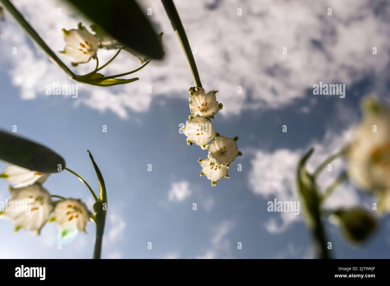 Nahaufnahme der Sommer-Schneeflocke blüht vor einem blauen Himmel Stockfoto