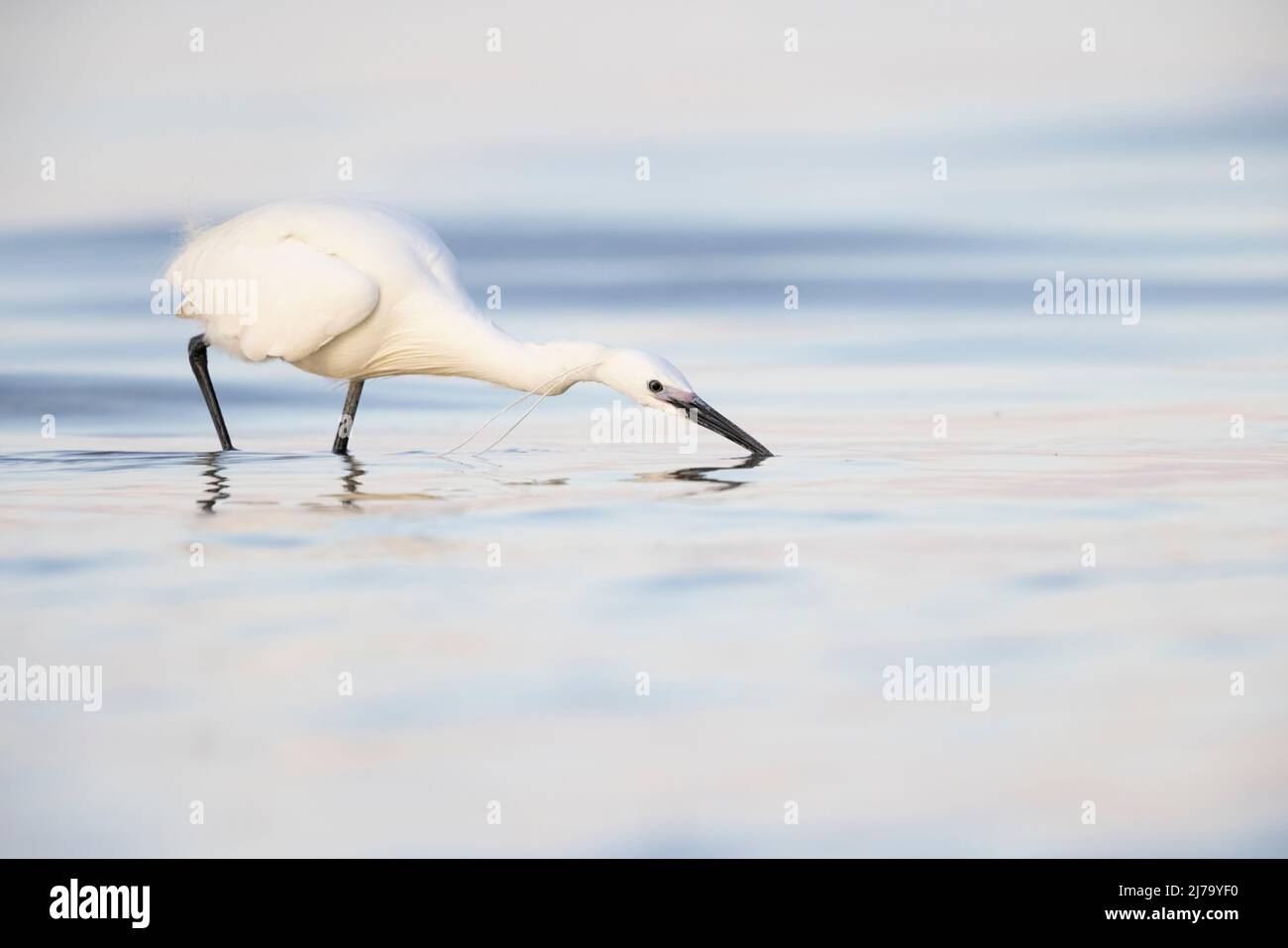 Kleiner Reiher (Egretta garzetta) kleiner Weißreiher im Wasser. Stockfoto