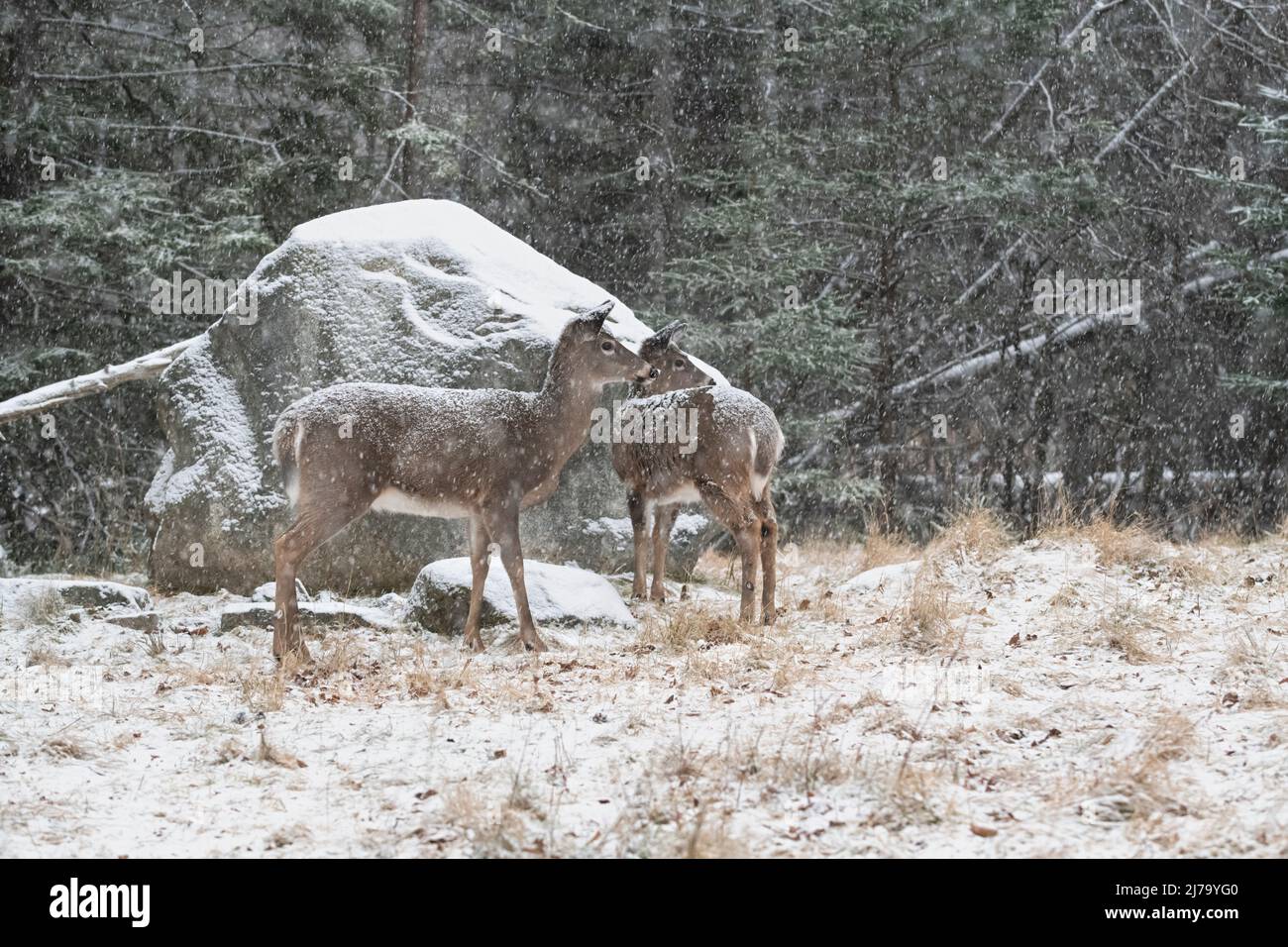 Weiß - angebundene Rotwild (Odocoileus Virginianus). Acadia Nationalpark in Maine, USA. Stockfoto