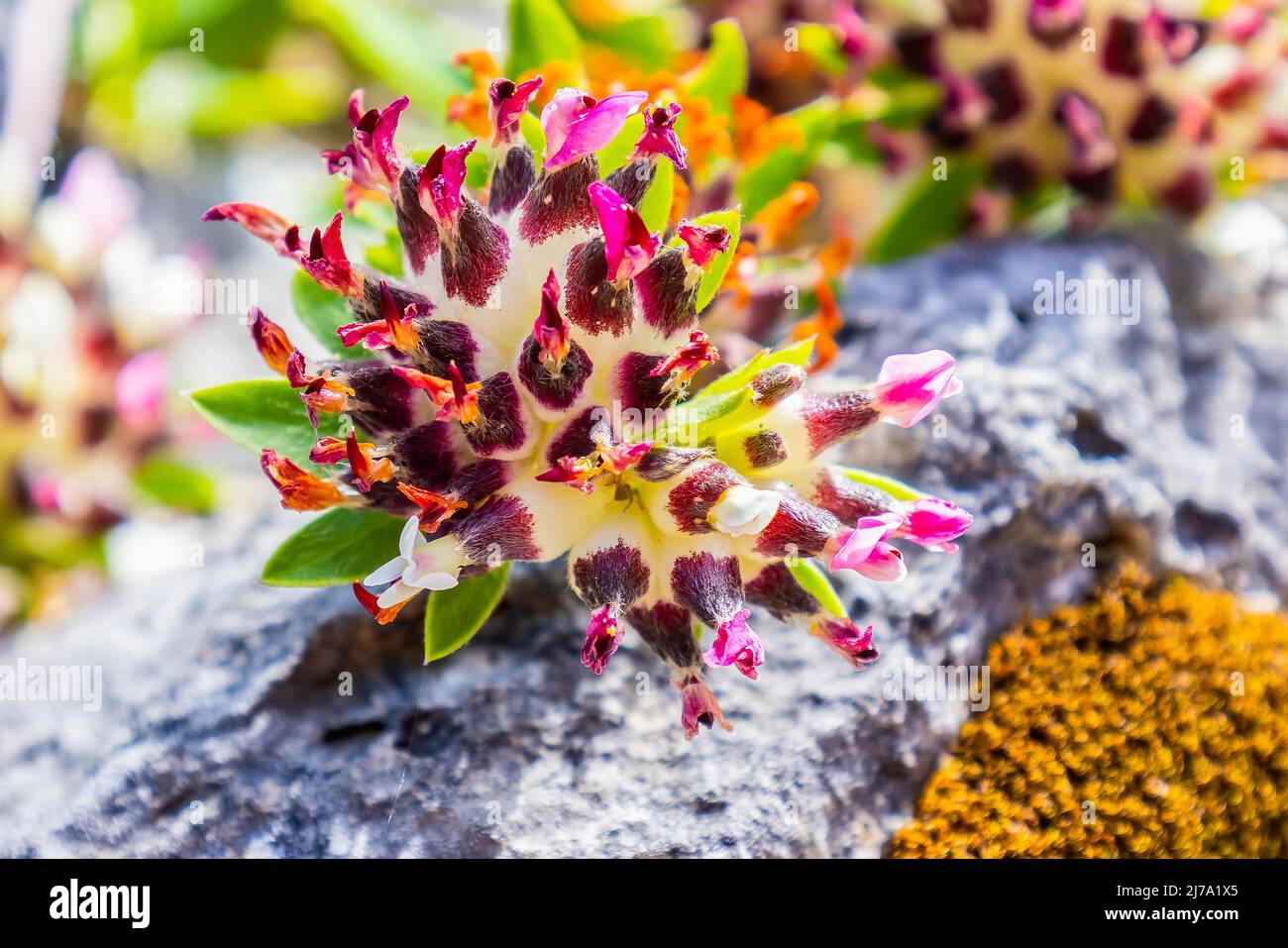Anthyllis Vulneraria, der gemeinsame Nierendvetch, Nierendvetch oder Wundwort, ist eine Heilpflanze, die in Europa beheimatet ist. Der Name „Vulneraria“ bedeutet „Wundheilung“ Stockfoto